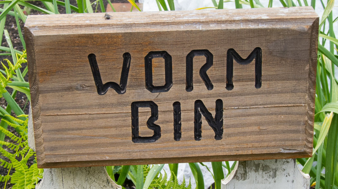 10 Steps to Creating the Perfect Worm Bin