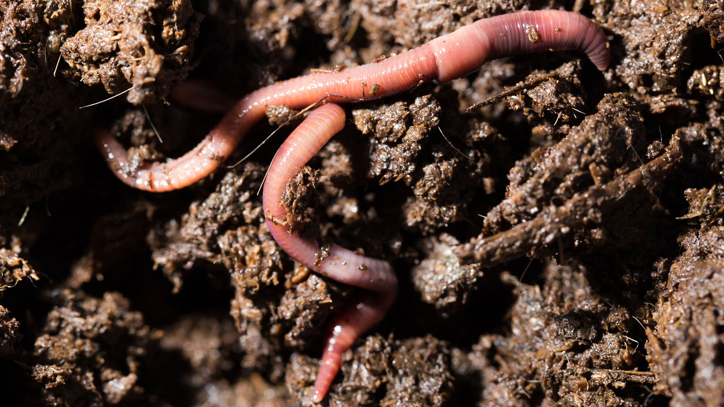 Organic Red Wiggler Worms for Sustainable Composting

