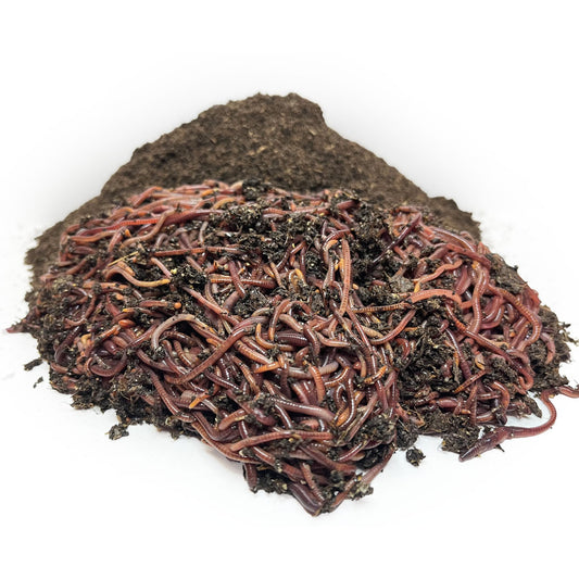 Organic Red Wiggler Worms for Sustainable Composting - Cimarron