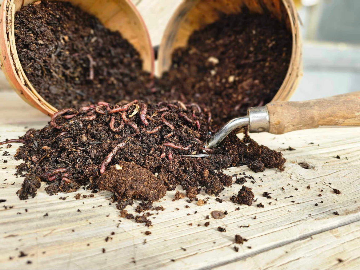 Organic Red Wiggler Worms for Sustainable Composting

